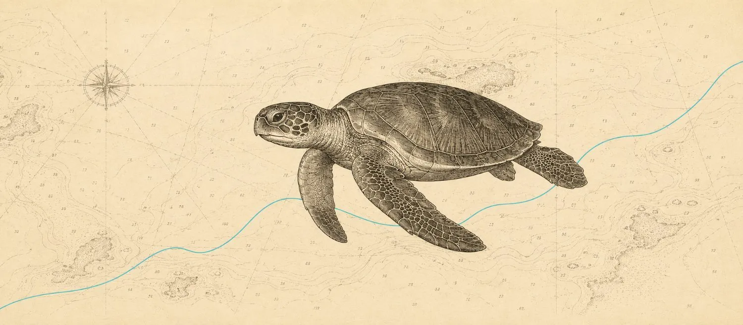 Engraving of a sea turtle over a nautical chart, kept crisp